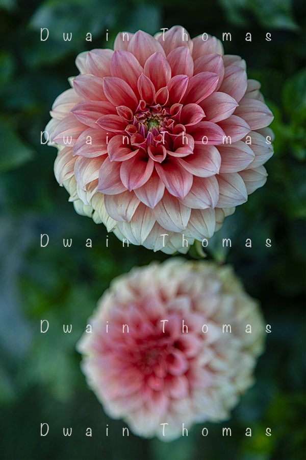 Two pink dahlias in bloom